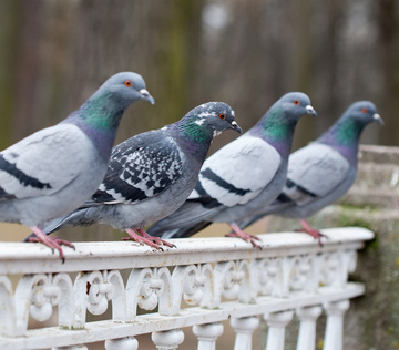 grey pigeon bird closeup